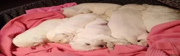 Miniature Schnauzer dogs for sale: 5 White Miniature Schnauzers  in Preston - Advert 6
