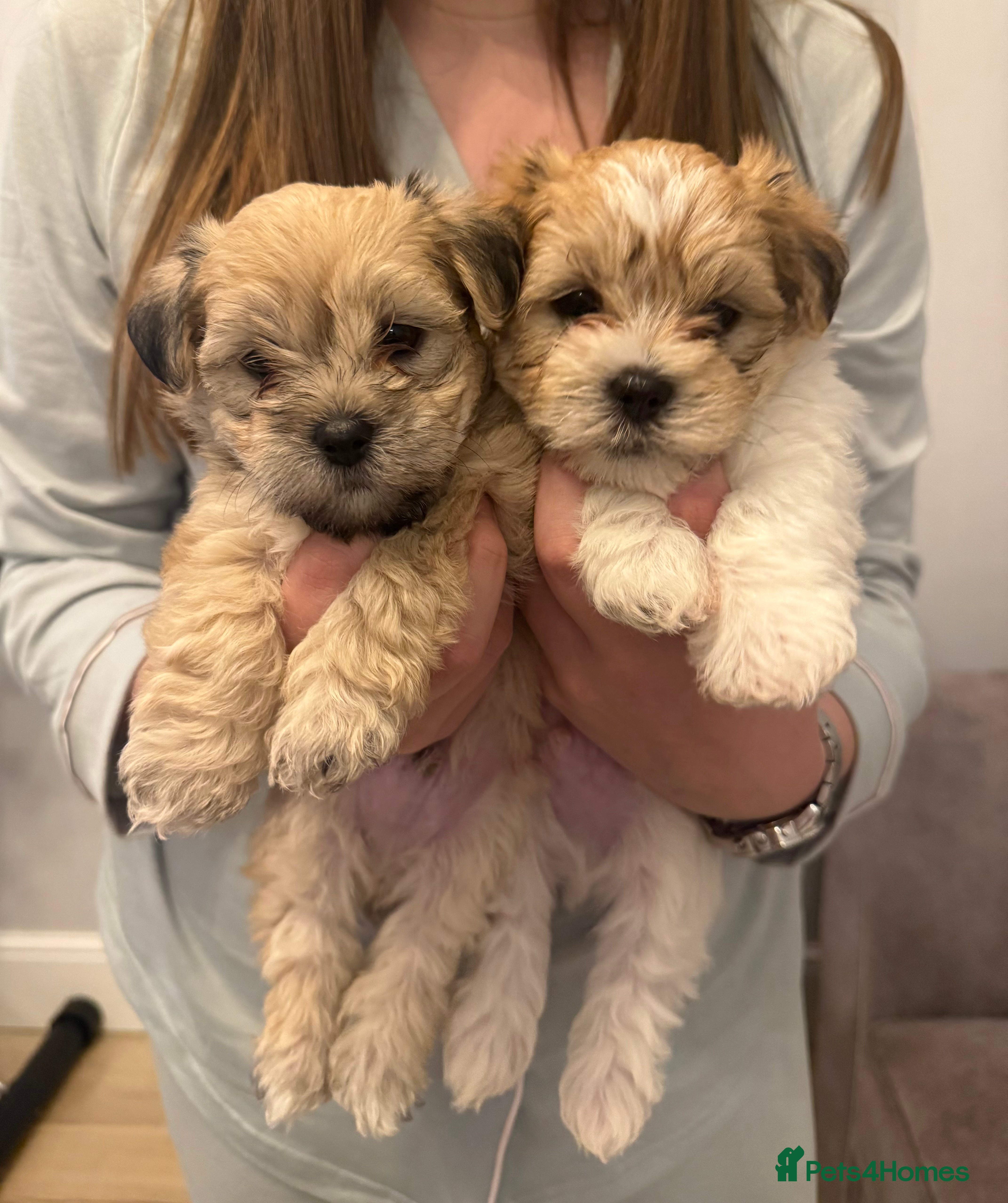 Mixed Breed dogs Absolutely gorgeous lhatese puppies - Advert 5