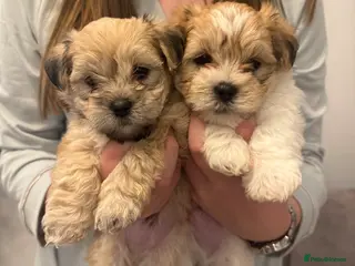 Mixed Breed dogs Absolutely gorgeous lhatese puppies - Advert 5