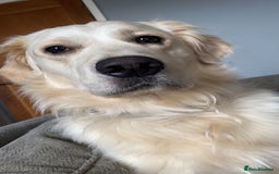 Golden Retriever dogs for sale: Sad sale  in Barnsley - Image 5