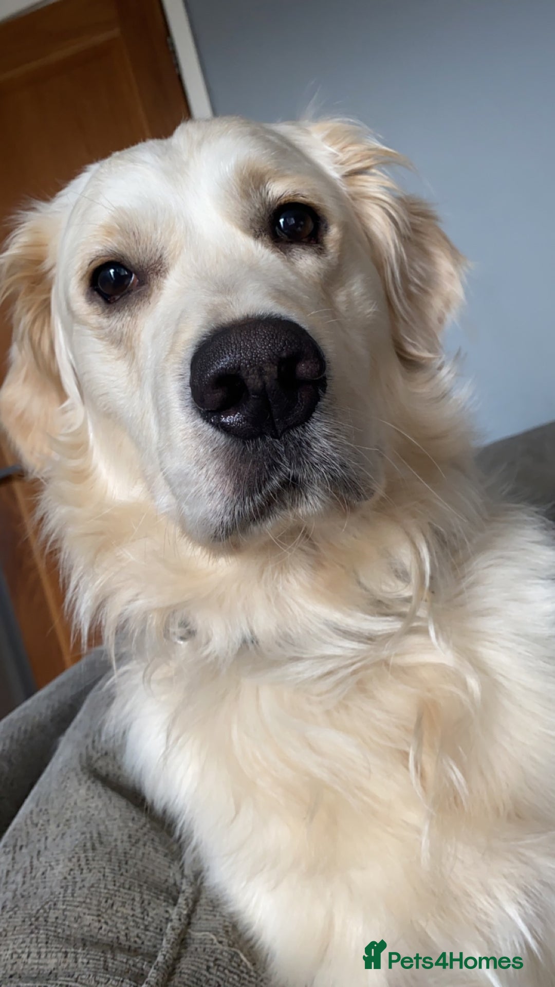 Golden Retriever dogs for sale: Sad sale  in Barnsley - Image 5