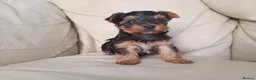 Yorkshire Terrier dogs for sale: Miniature Yorkshire Terrier Pups - Advert 6