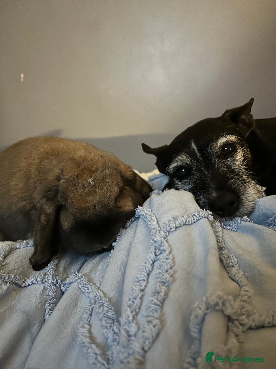 Dwarf Lop rabbits for sale: Rehoming my lovely Winnie - Advert 7