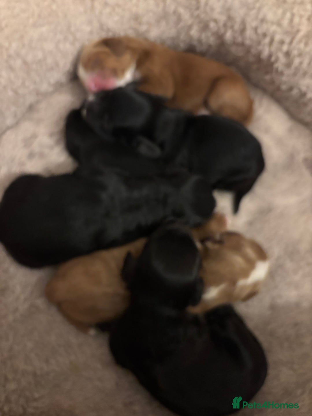 Cockapoo dogs for sale: F1 cockapoo  - Advert 5