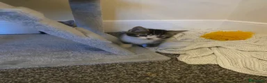 American Shorthair 7