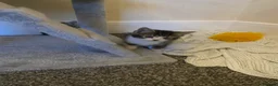 American Shorthair cats for sale: 7 beautiful kittens looking for forever homes  - Advert 6