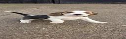 Beagle dogs for sale: 🐾Beautiful Beagle Puppies For Sale!🐶💕 - Advert 3