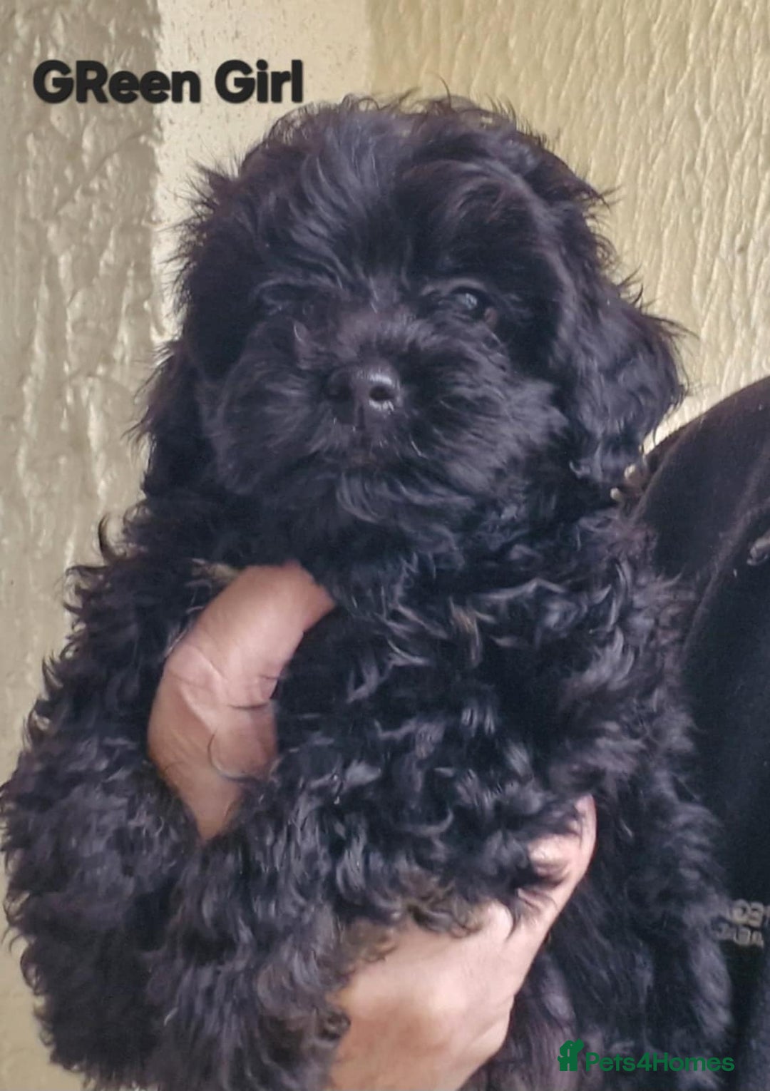 Mixed Breed dogs for sale: Yorkiepoo Puppies - Image 12