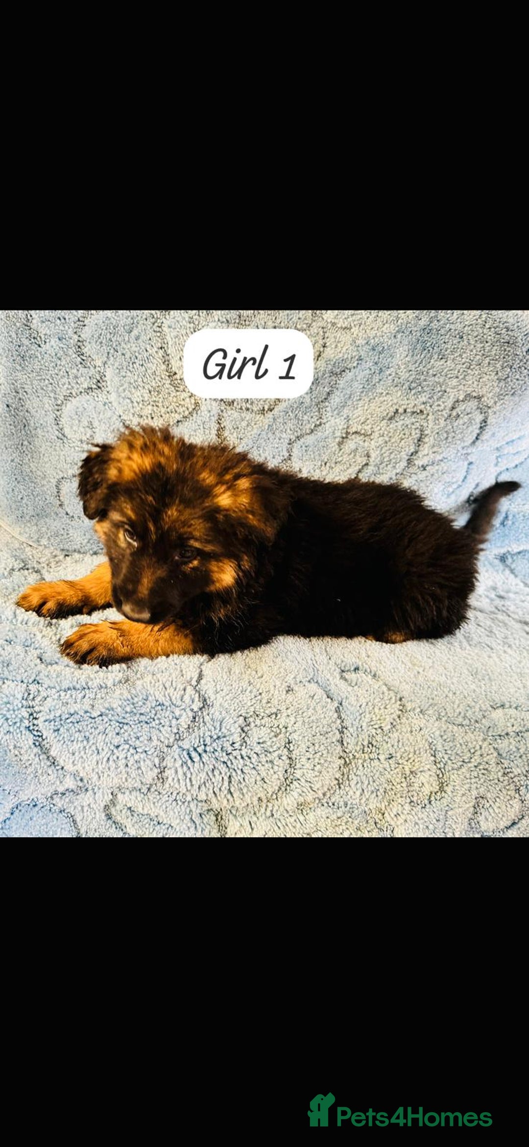 German Shepherd dogs for sale: German shepherd puppies  - Image 6
