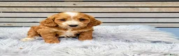 Cockapoo dogs for sale: F1 Cockapoo puppies PRA CLEAR Red in Coalville - Advert 2