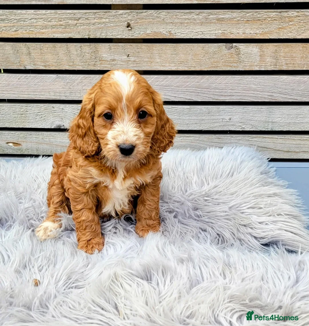 Cockapoo dogs for sale: F1 Cockapoo puppies PRA CLEAR Red in Coalville - Advert 2