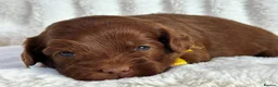 Australian Labradoodle dogs for sale: Superior Australian Labradoodle Puppies - Advert 5