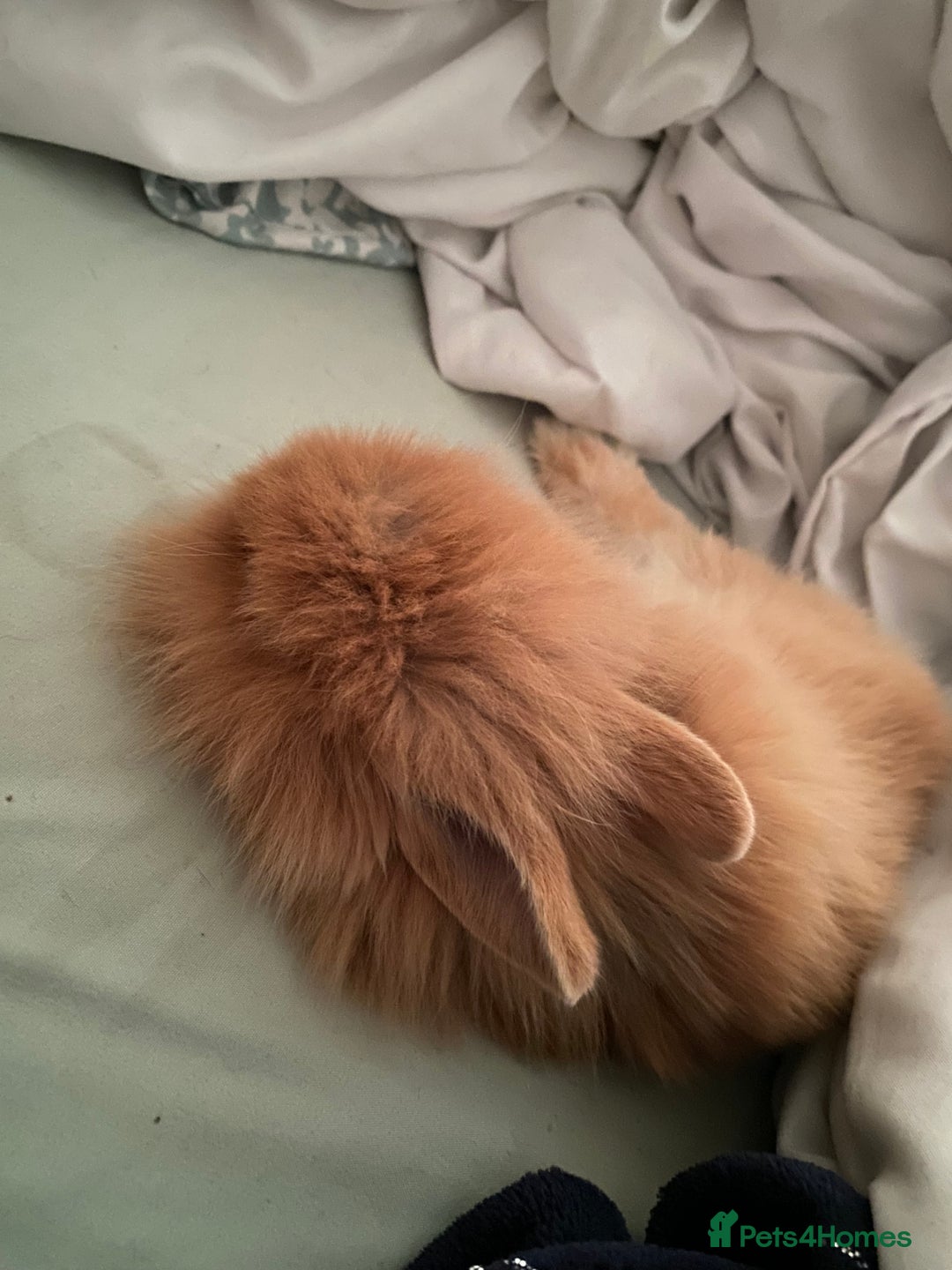 Lionhead rabbits for sale: Baby rabbit  - Advert 7