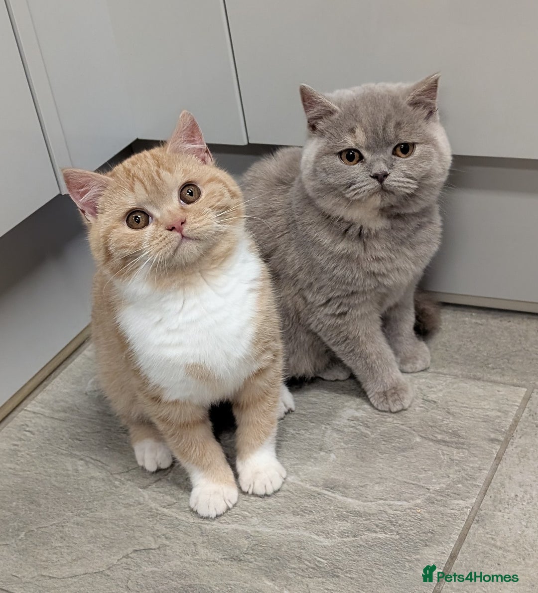 British Shorthair cats for sale: Gorgeous British shorthair kittens  - Advert 15