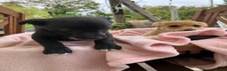 Mixed Breed dogs for sale: Jack x Pom puppies  in Bootle - Advert 13