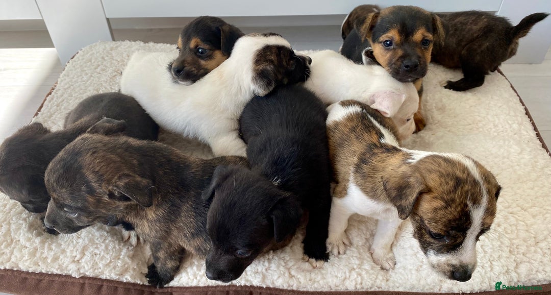 Jack Russell dogs for sale: Bob tail jacks  - Image 23