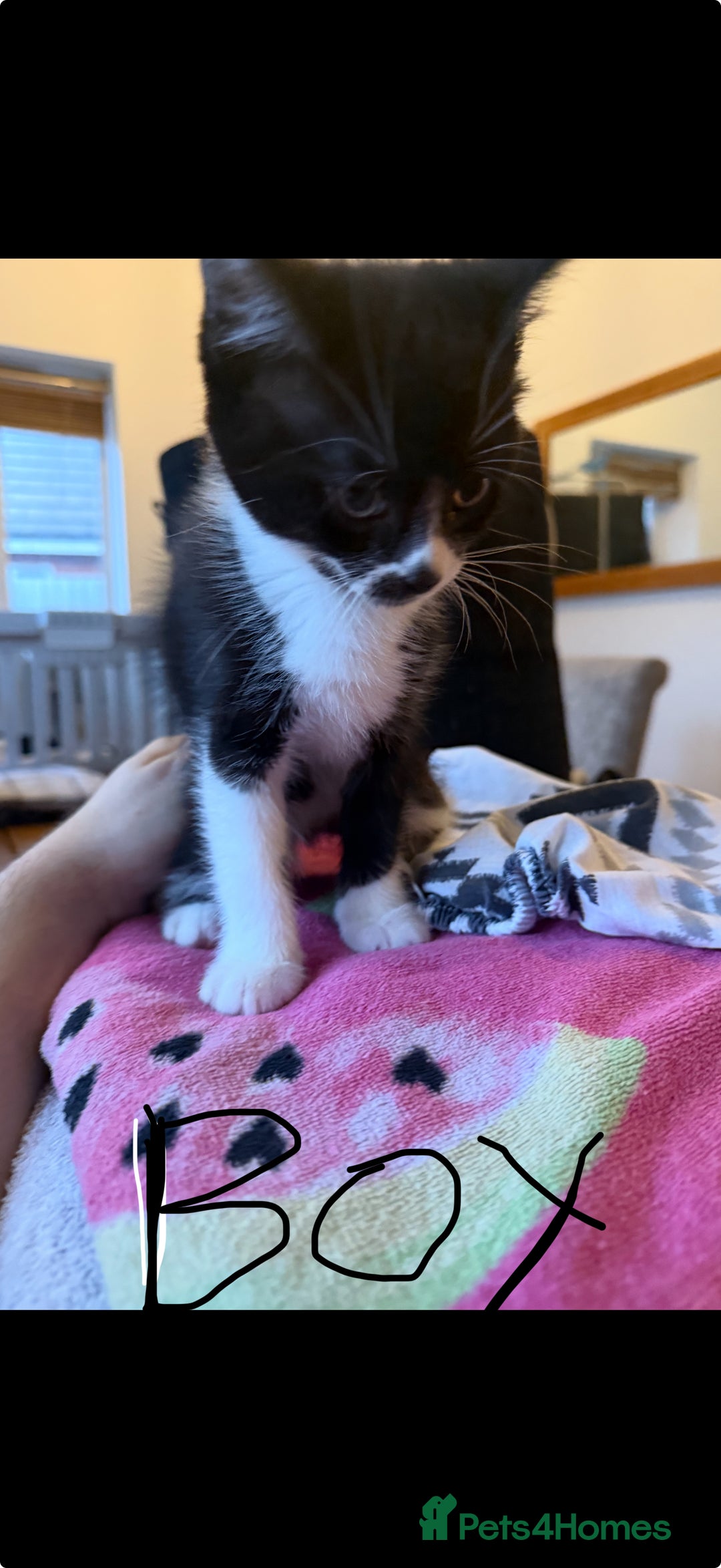 Domestic Shorthair cats for sale: 🤩🤩 6 beautiful babies 🤩🤩 - Image 9