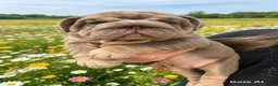 English Bulldog dogs for sale: English bulldogs RARE PINK GENE FLUFFY CARRIERS  - Advert 15
