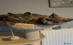 British Shorthair cats for sale: Adorable kittens - Image 7