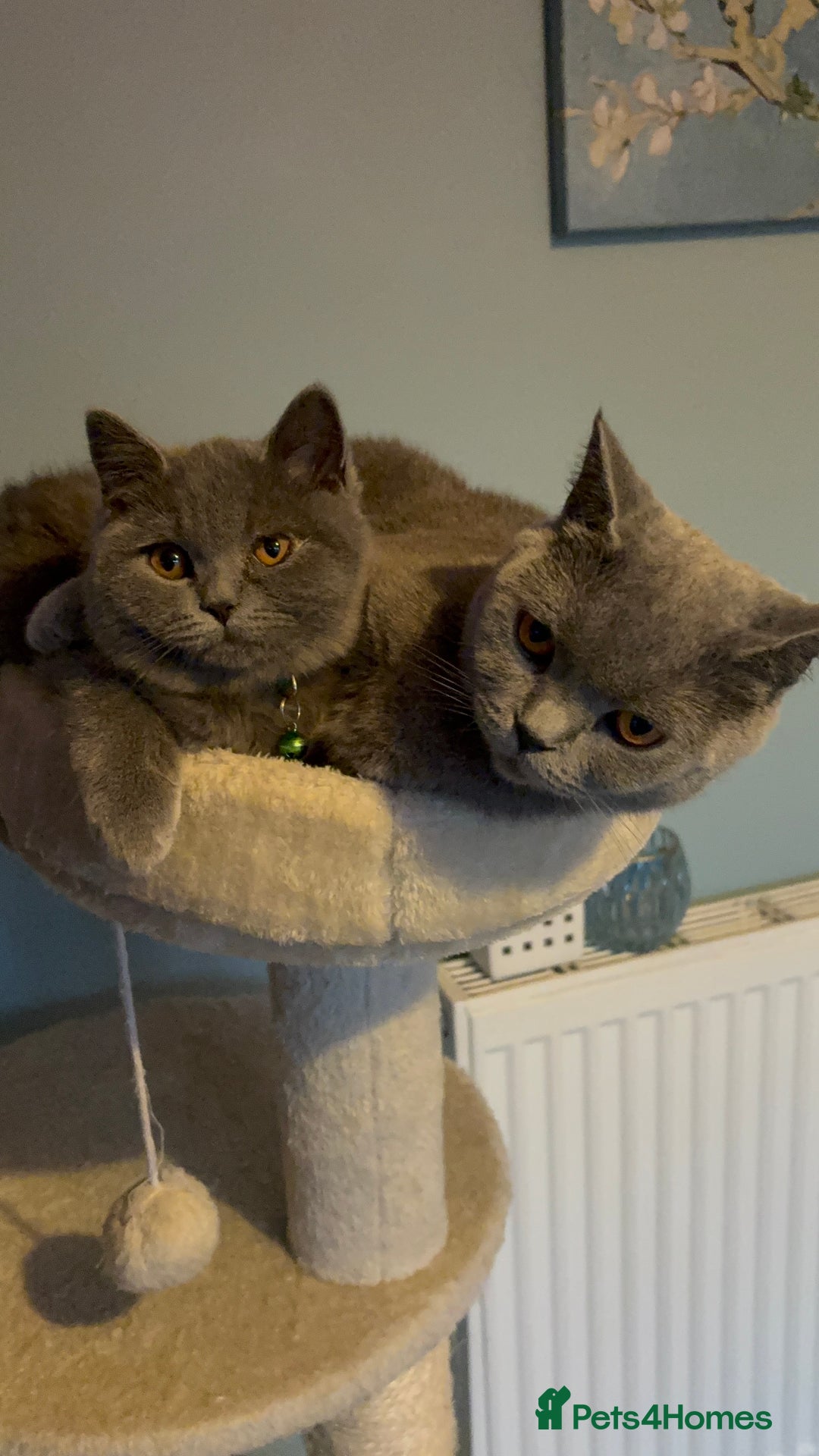 British Shorthair cats for sale: Adorable kittens - Image 7