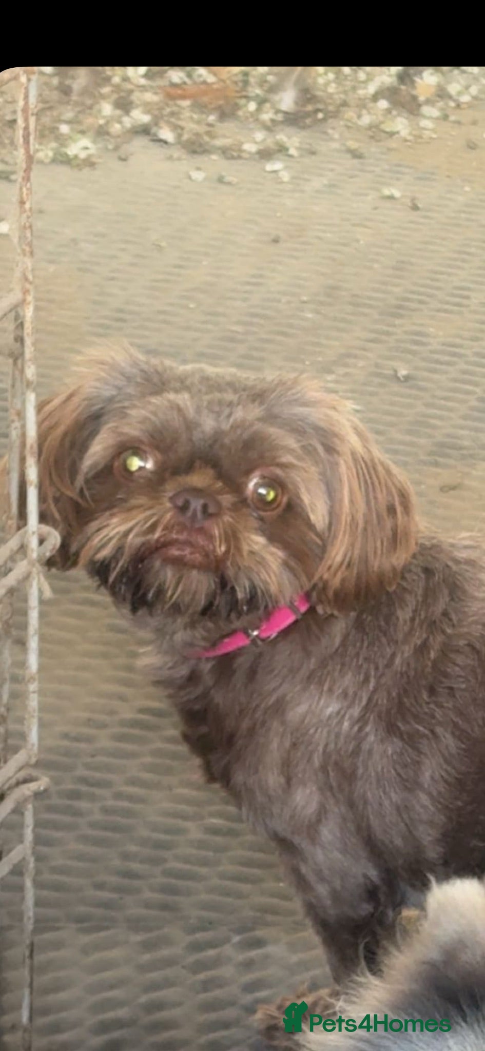 Mixed Breed dogs Pomshi  - Advert 2