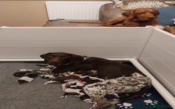 German Shorthaired Pointer dogs for sale: GSP Litter due 12th August  - Image 4