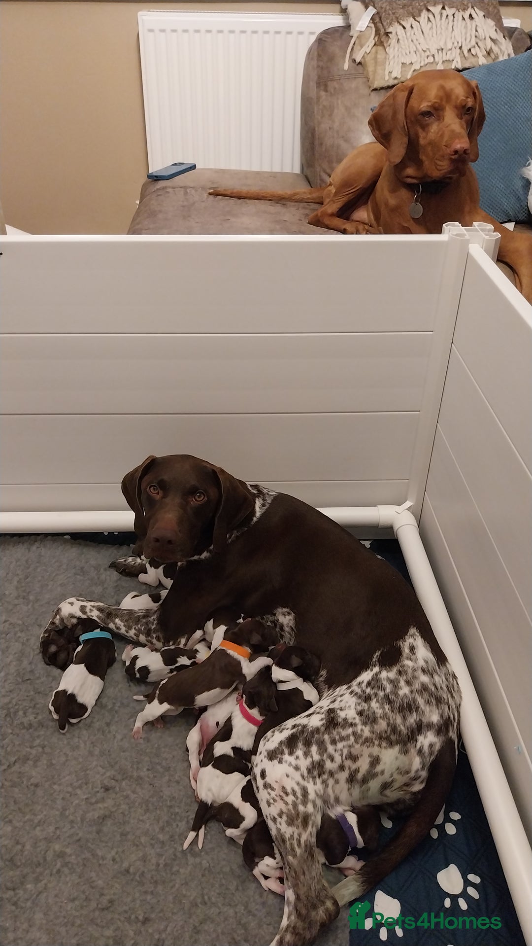 German Shorthaired Pointer dogs for sale: GSP Litter due 12th August  - Image 4