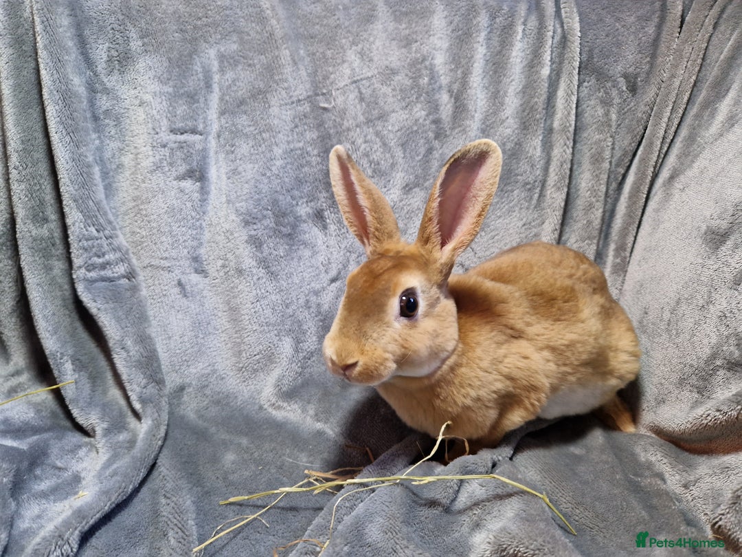 Rex rabbits for sale: Purebred Red Agouti Mini Rex Babies- 1 boy 1 girl  - Image 11