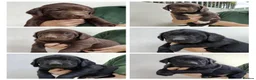 Springador dogs for sale: Lovely Springador Puppies - Advert 1