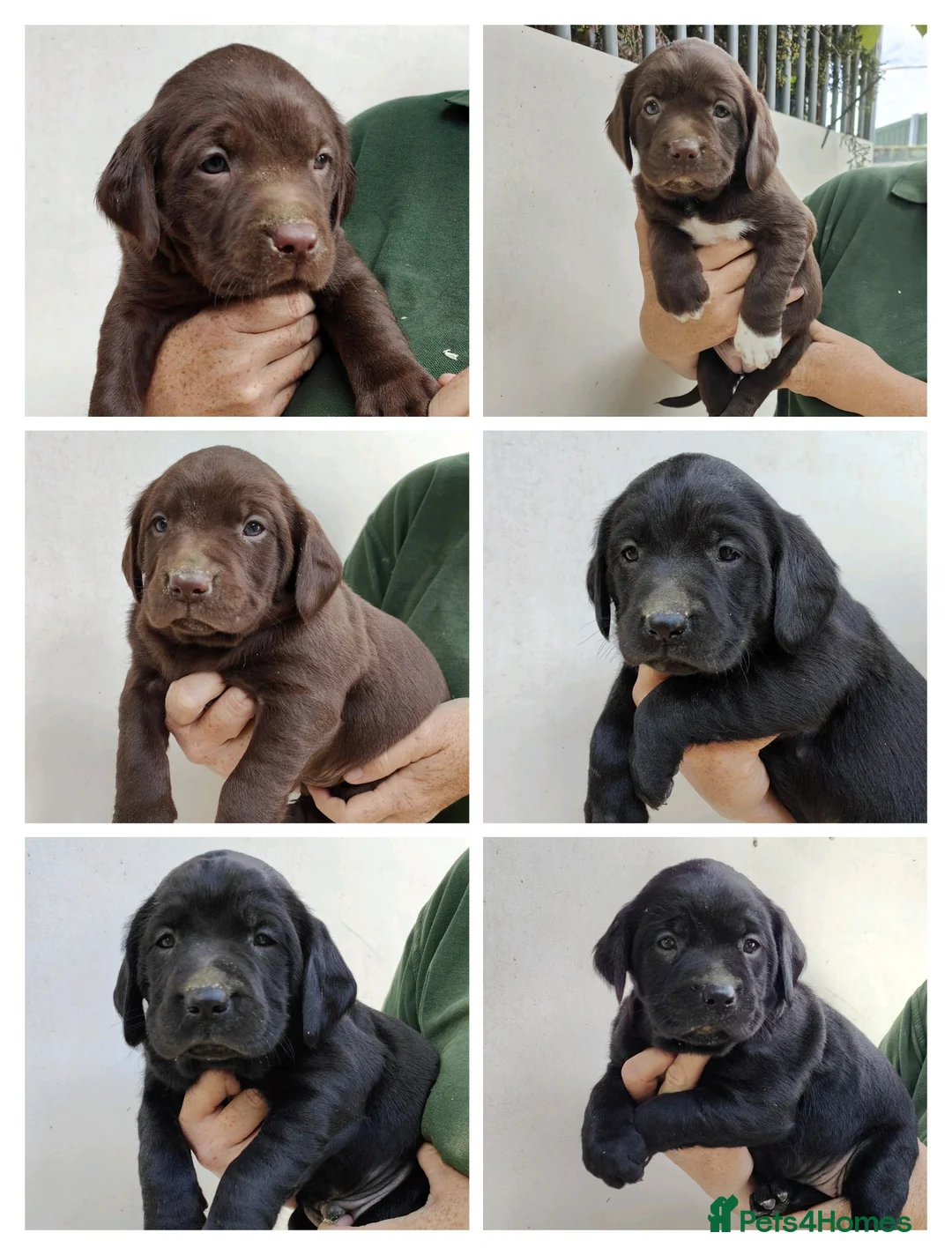 Springador dogs for sale: Lovely Springador Puppies - Advert 1