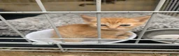 Mixed Breed cats for sale: Kittens for sale - Advert 3