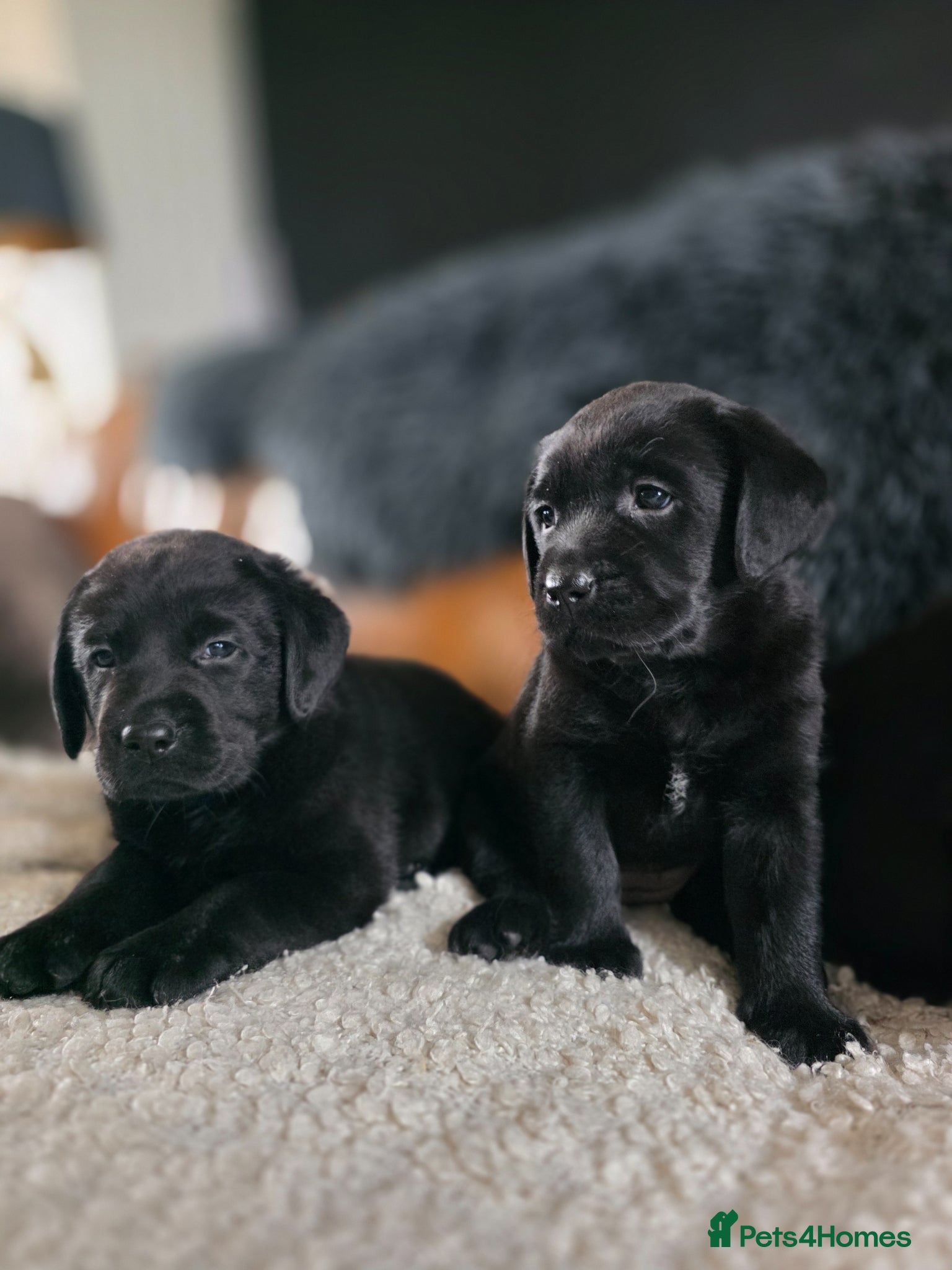 Labrador Retriever dogs Hugh Quality Black Labrador Puppies - Advert 1