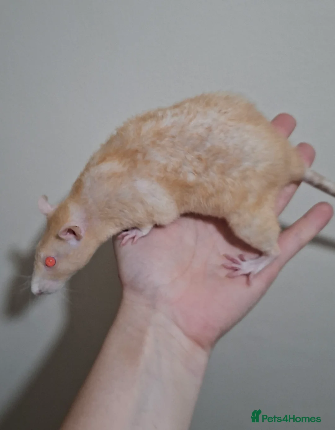 Rat rodents for sale: Rats for rehoming - Advert 2