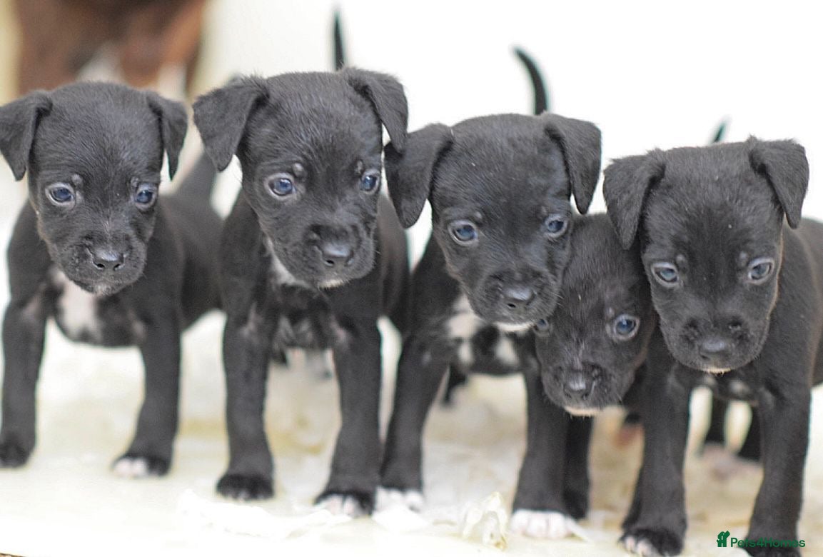 Mixed Breed dogs 5 star licensed breeder - Advert 2