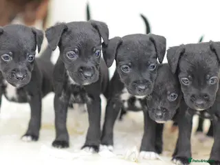 Mixed Breed dogs 5 star licensed breeder - Advert 2