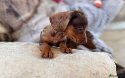Miniature Dachshund dogs for sale: ❤️🐾💫 Outstanding Miniature Dachshunds 🐾❤️💫 - Image 27