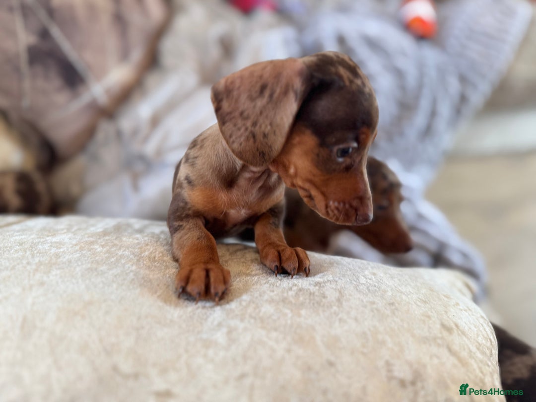 Miniature Dachshund dogs for sale: ❤️🐾💫 Outstanding Miniature Dachshunds 🐾❤️💫 - Image 27