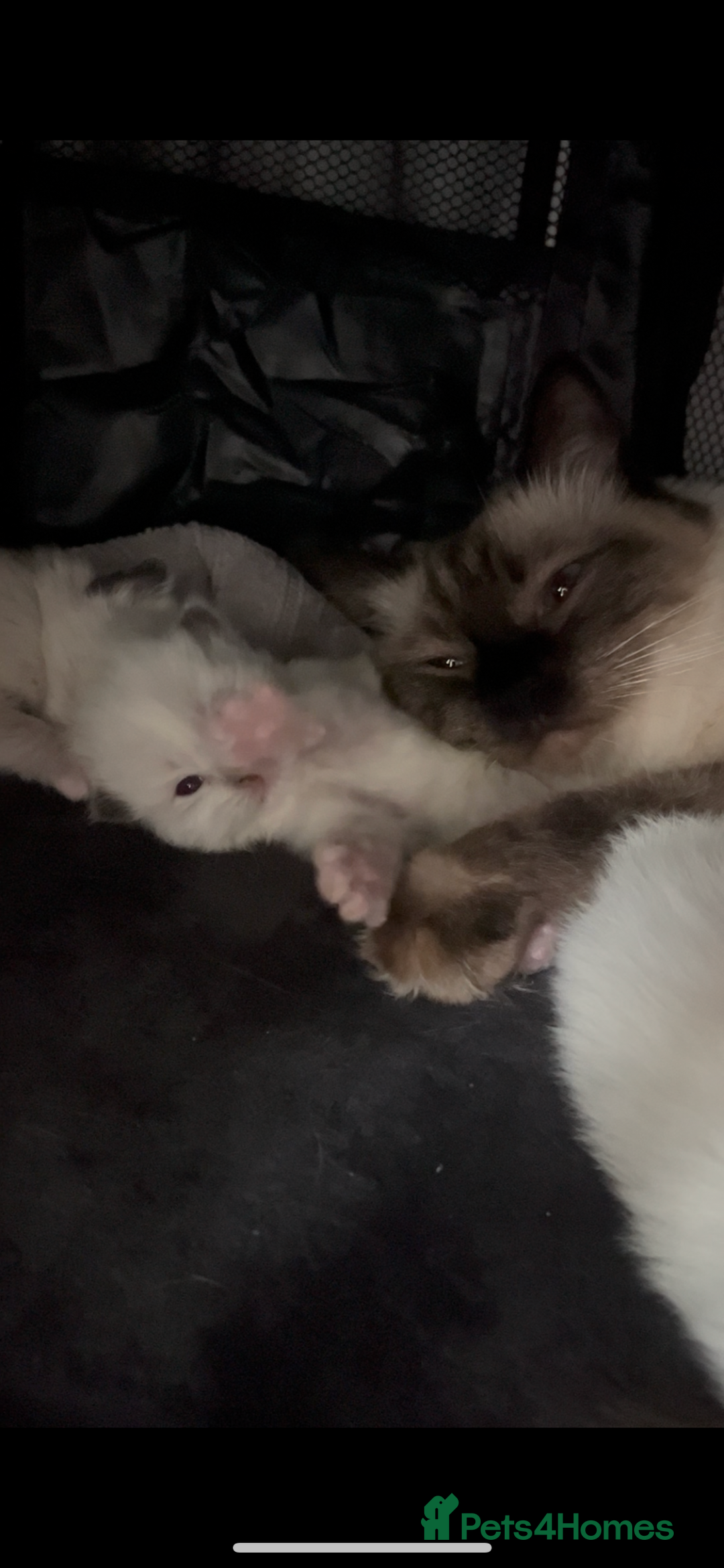 Ragdoll cats for sale: Ragdoll kittens ready in December - Advert 7