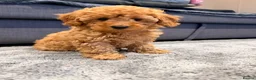 Maltipoo dogs for sale: Beautiful happy health tested,Maltipoo fur babies  - Advert 2