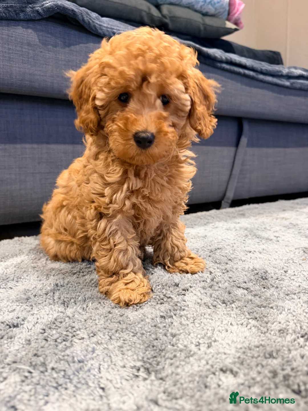 Maltipoo dogs for sale: Beautiful happy health tested,Maltipoo fur babies  - Advert 2