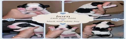 Cocker Spaniel dogs for sale: Cocker spaniel puppies due  - Advert 32