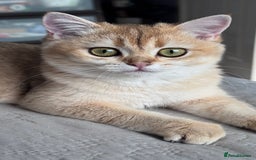 British Shorthair cats for sale: BSH GCCF Girl and Boy NY 12 GOLDEN BLACK SHEDDED  in Basildon - Image 1