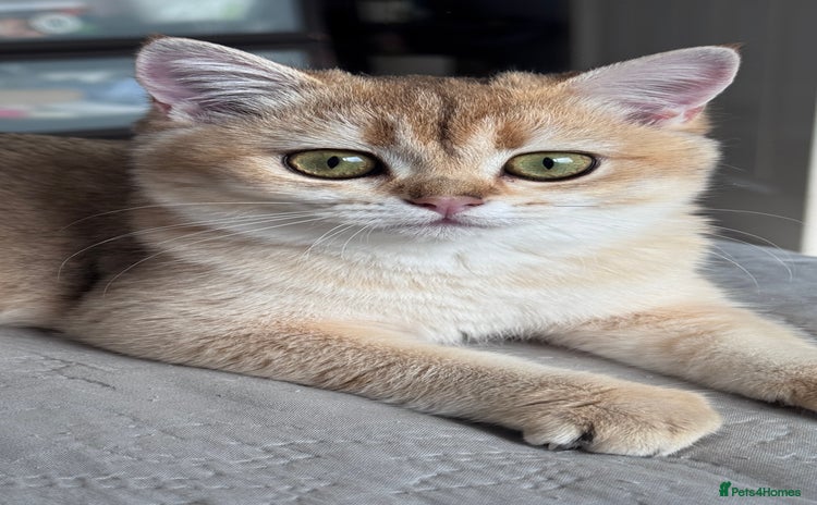 British Shorthair cats in Basildon - Advert 9