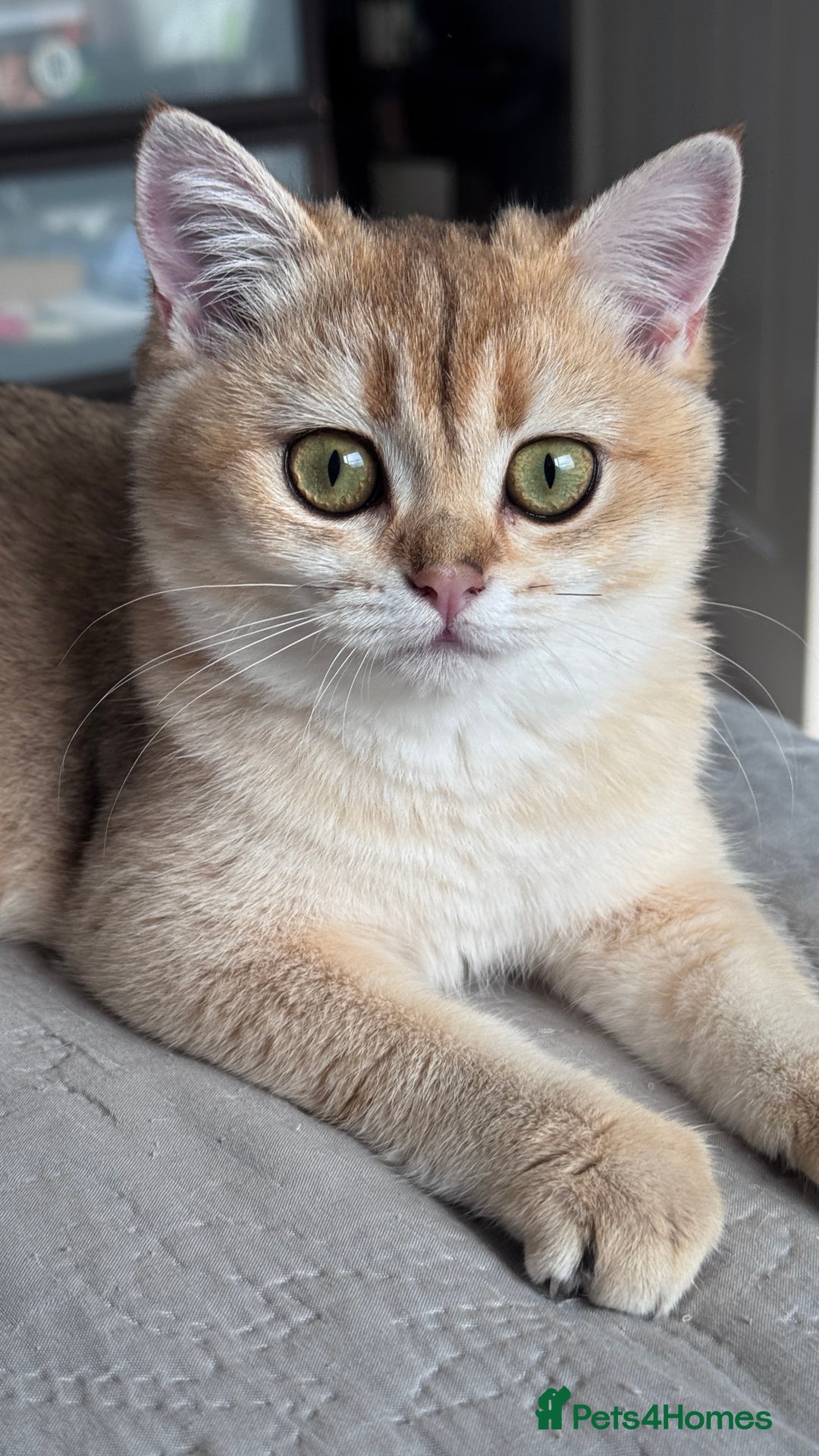 British Shorthair cats for sale: BSH GCCF Girl and Boy NY 12 GOLDEN BLACK SHEDDED  in Basildon - Image 1