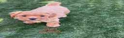 Cavapoochon dogs for sale: Adorable Cavapochon pups - Advert 6