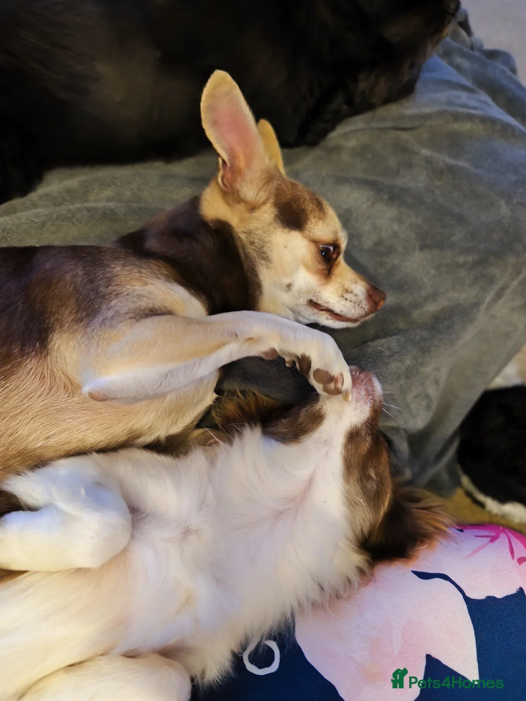 Chihuahua dogs for sale: Lovely Toto - Advert 2