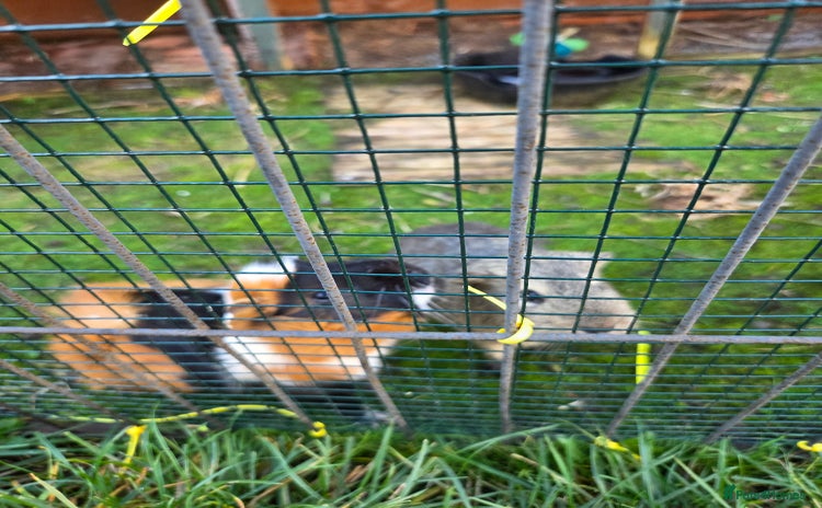 Guinea Pig rodents - Advert 10