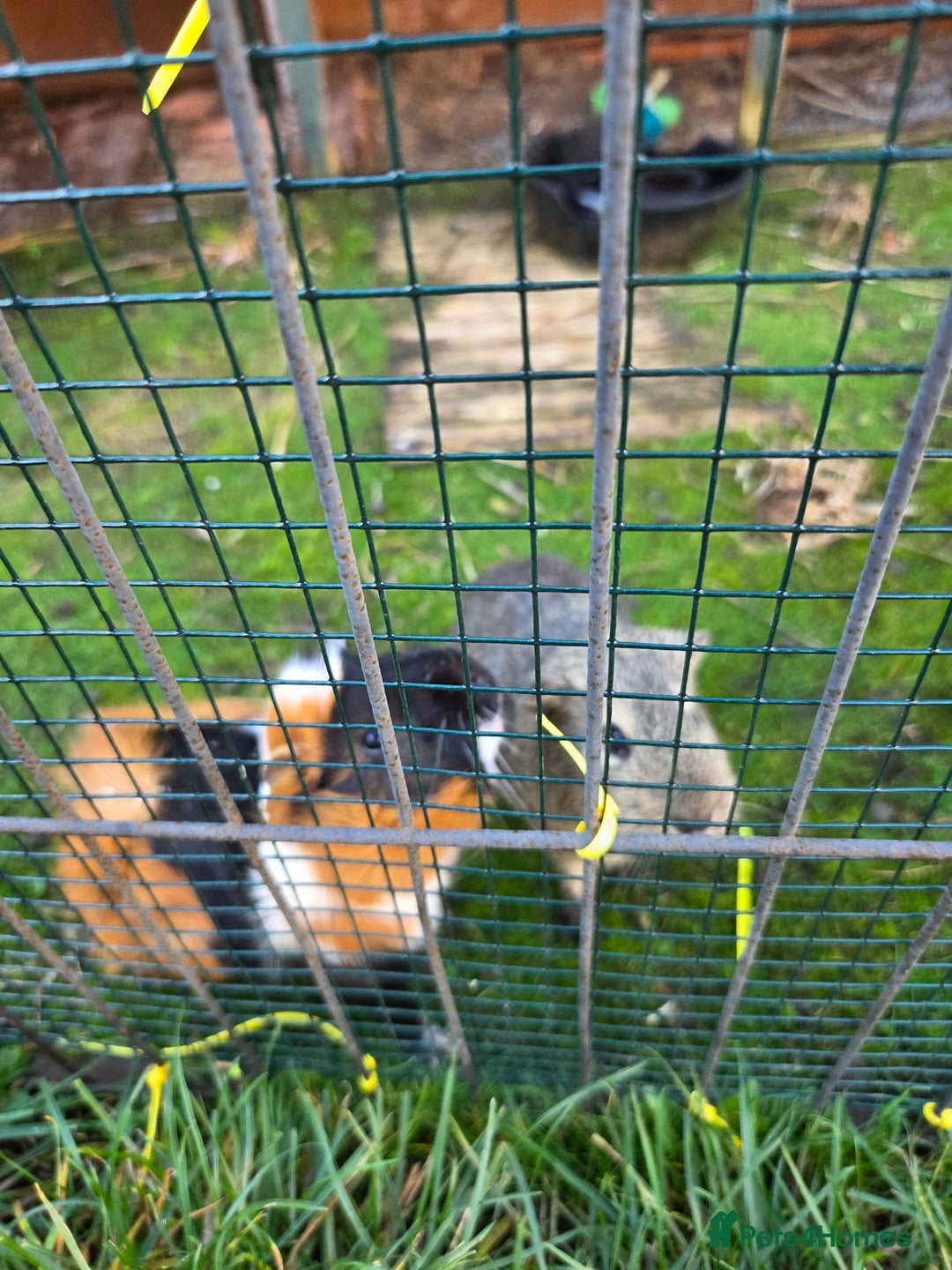 Guinea Pig rodents for sale: 2 male guinea pigs - Image 1