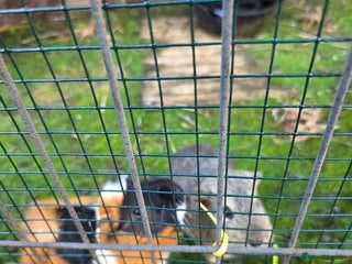 Guinea Pig rodents for sale - Advert 1