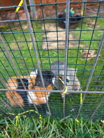 Guinea Pig rodents - Advert 1